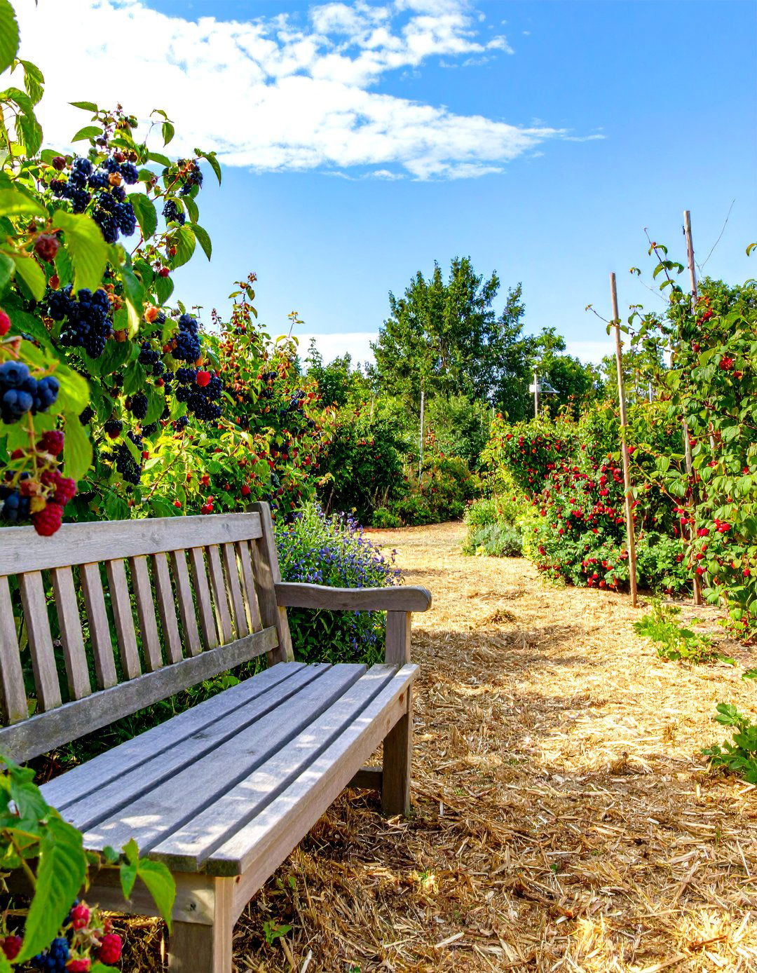 A Berry Patch Garden - 30 low maintenance cottage garden ideas