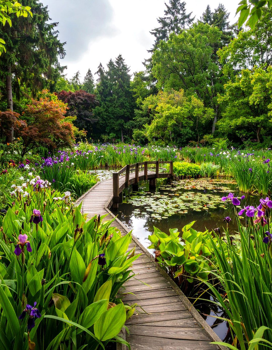 A Bog Garden and Pond Combination - 30 garden pond ideas