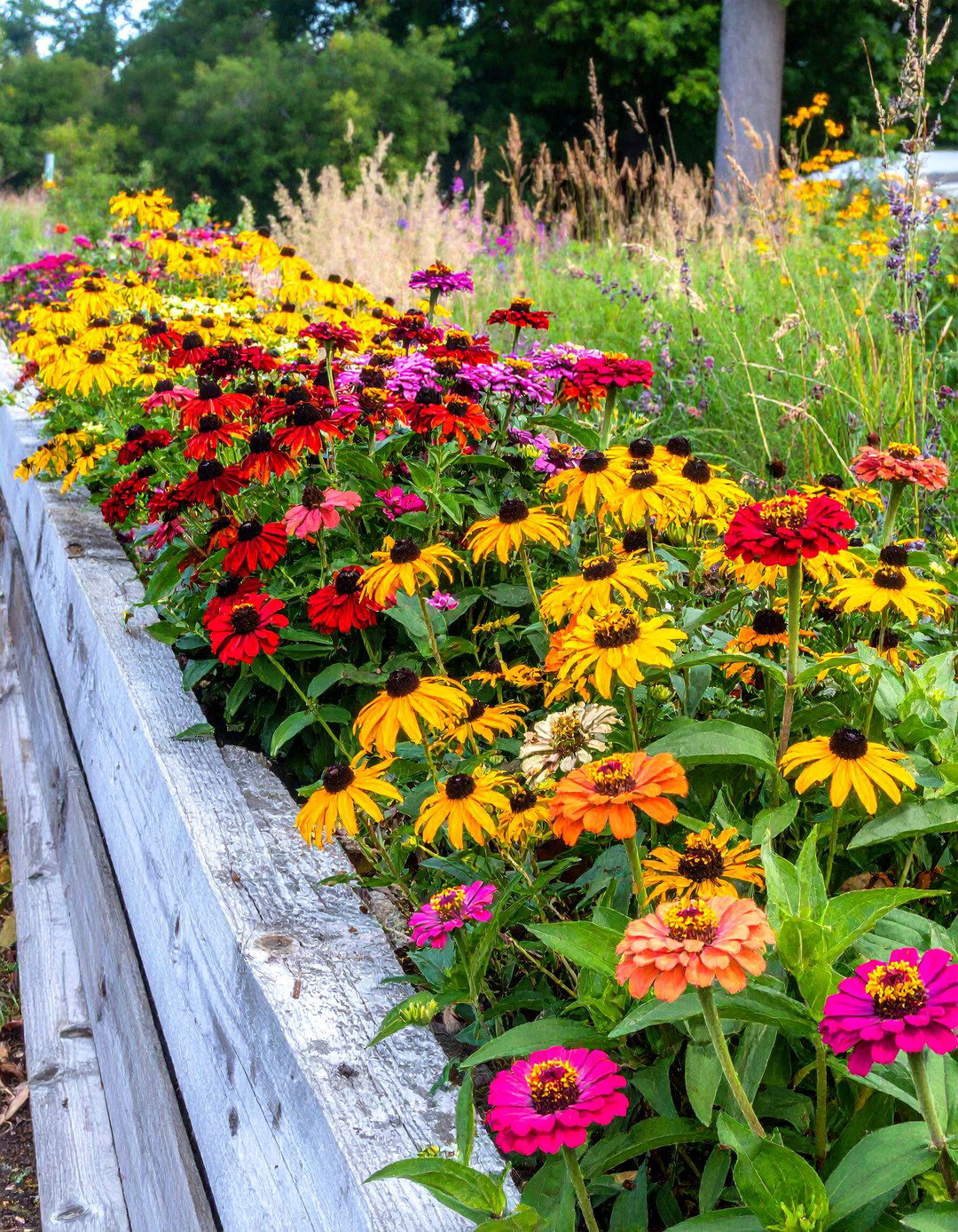 A Cactus Flowered Zinnia Display - 30 zinnia garden ideas