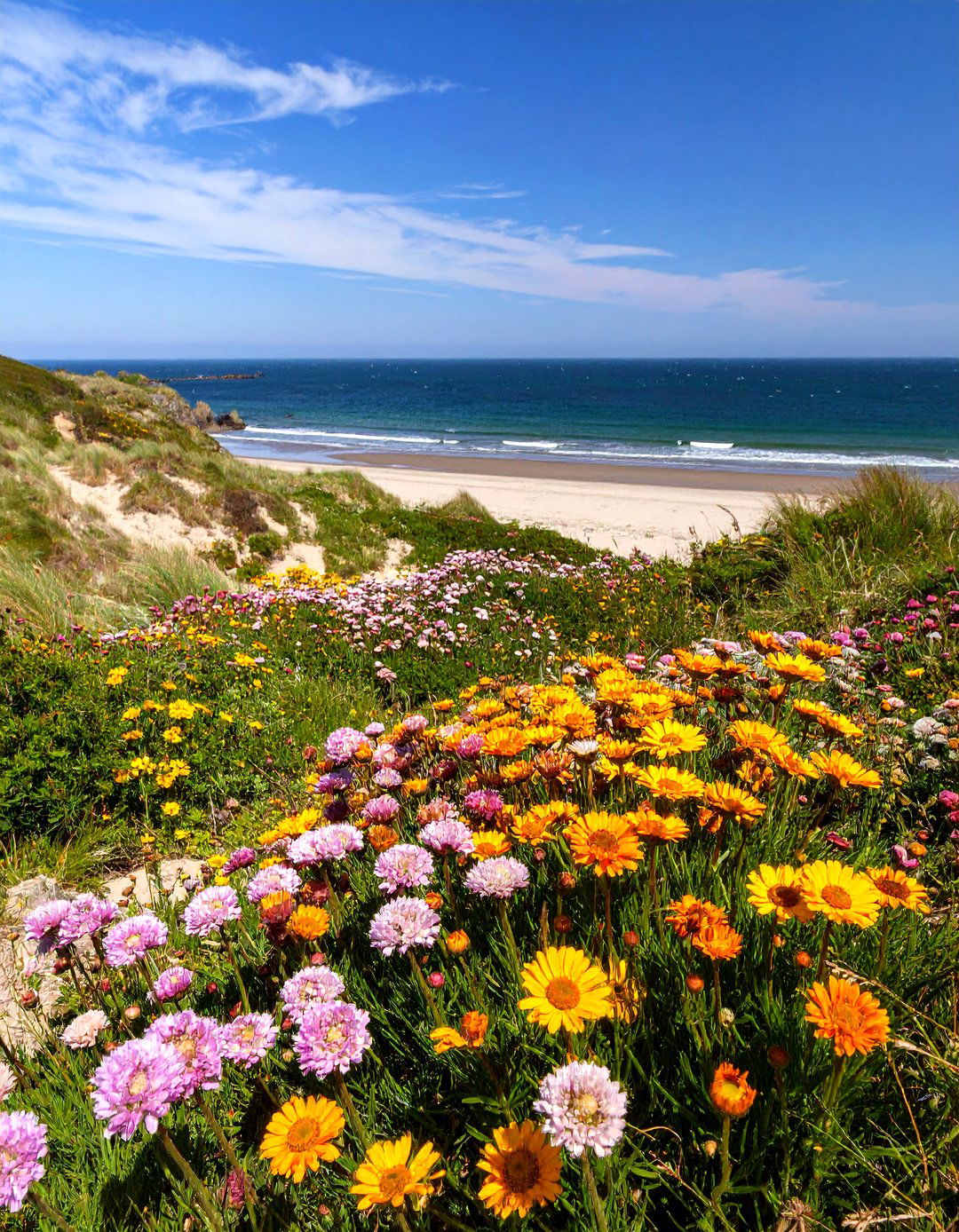 A Coastal Wildflower Garden - 30 wildflower garden ideas