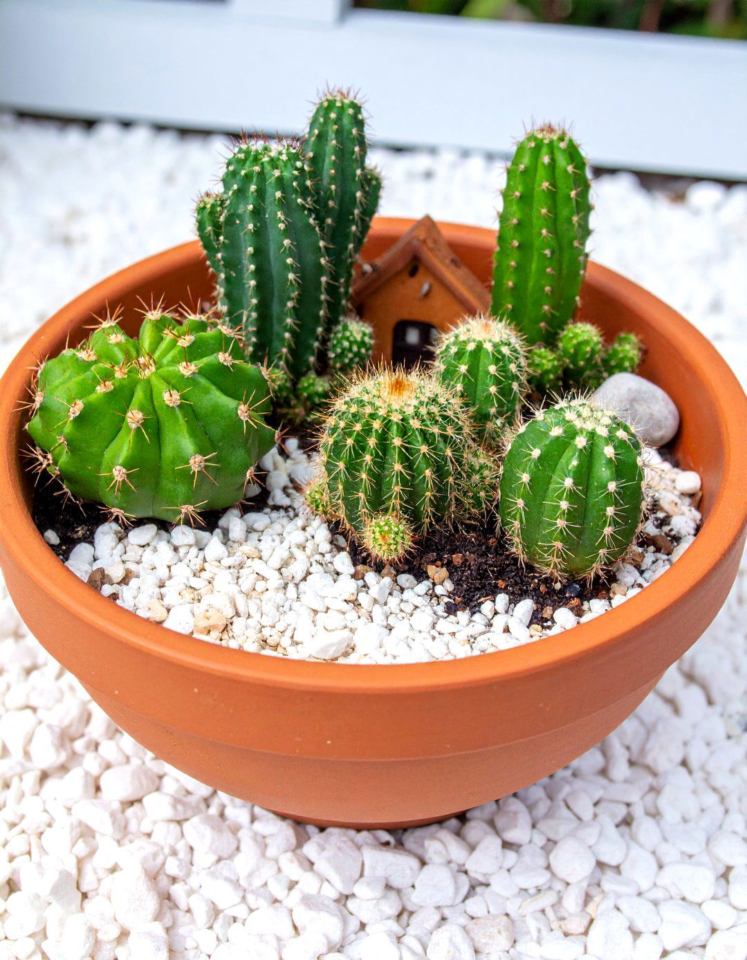 A Desert Oasis Fairy Garden - 30 backyard fairy garden ideas