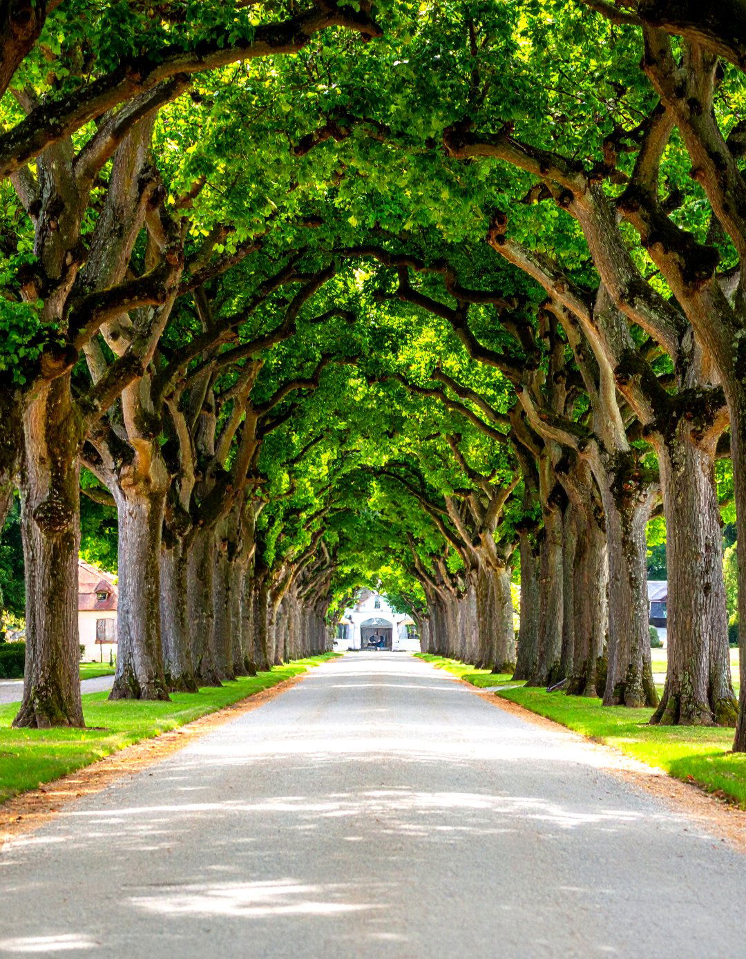 A Driveway Flanked by Pleached Trees - 30 driveway landscaping ideas