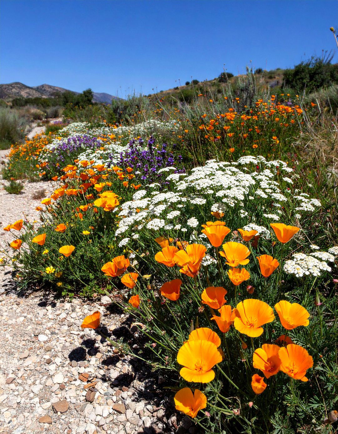 A Drought Tolerant Wildflower Garden - 30 wildflower garden ideas