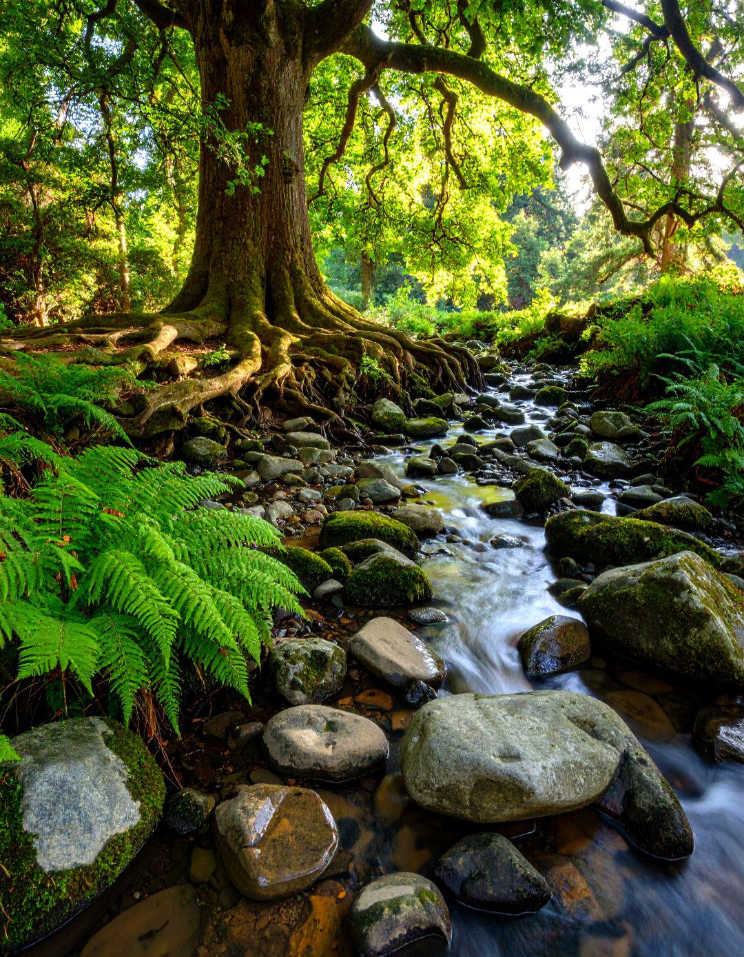 A Dry Creek Bed Feature - 30 landscaping ideas around tree roots