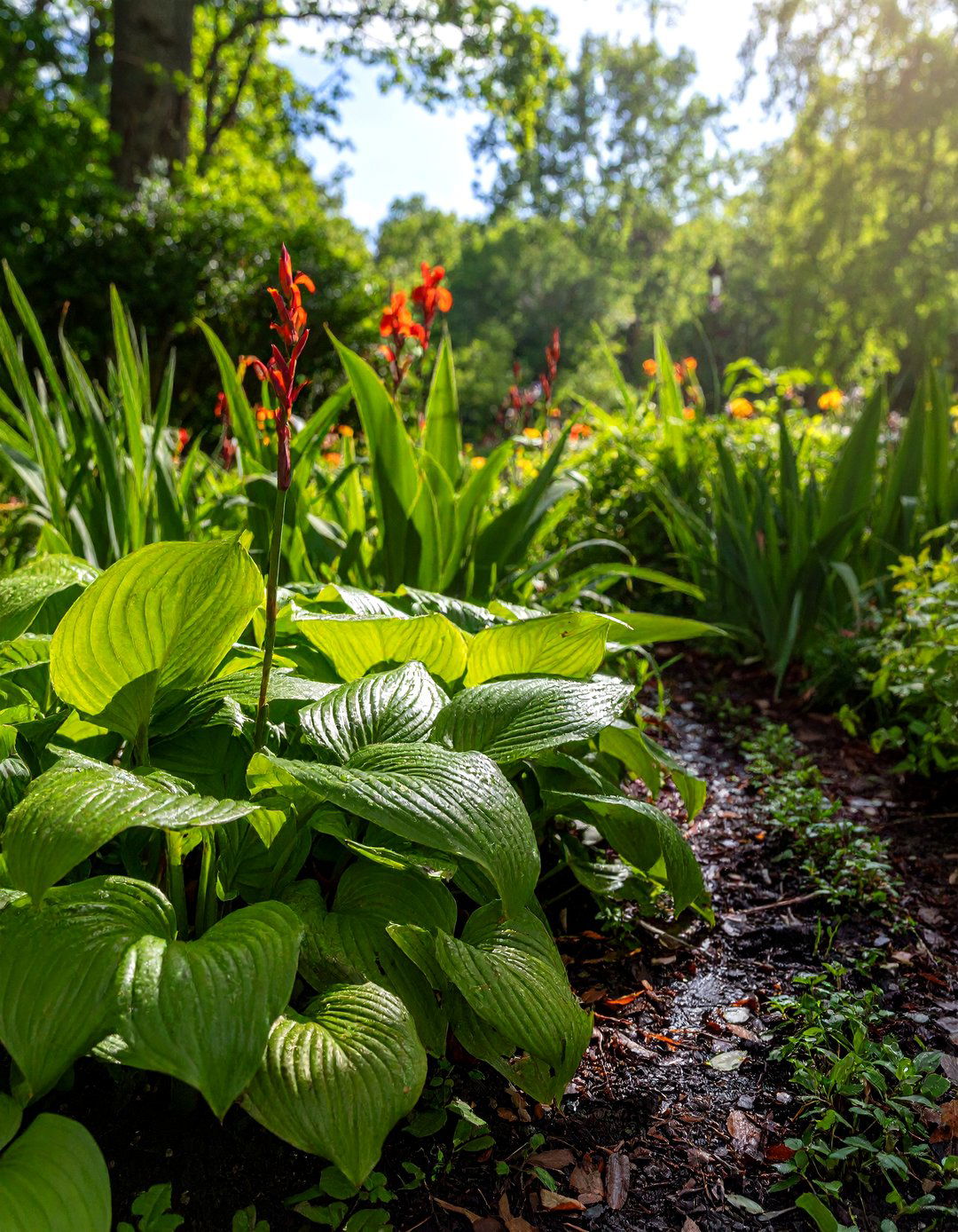 A Foamflower Tiarella Woodland Perennial Shade Garden - 30 perennial shade garden ideas