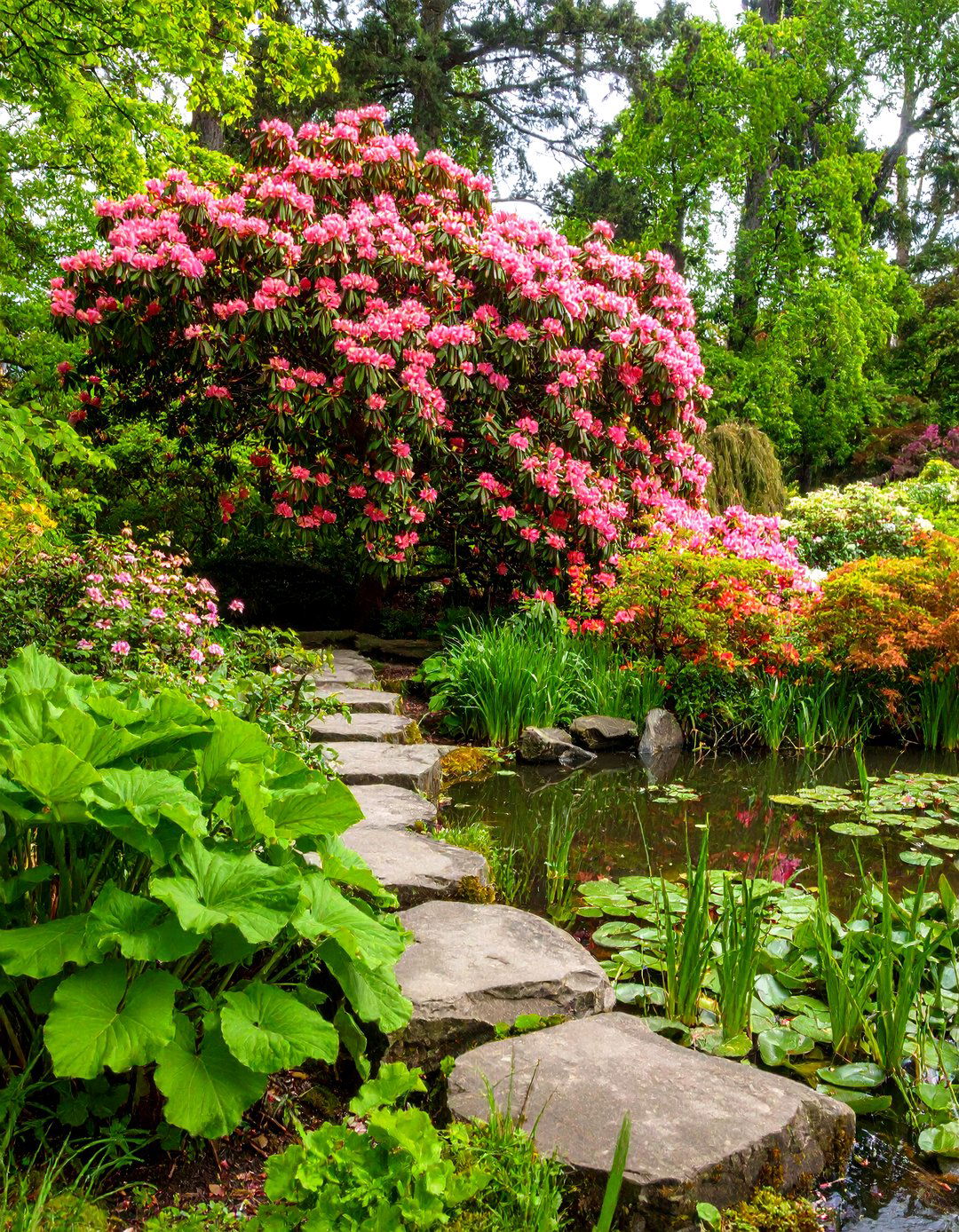 A Goatsbeard Aruncus for a Shrub Like Presence - 30 perennial shade garden ideas