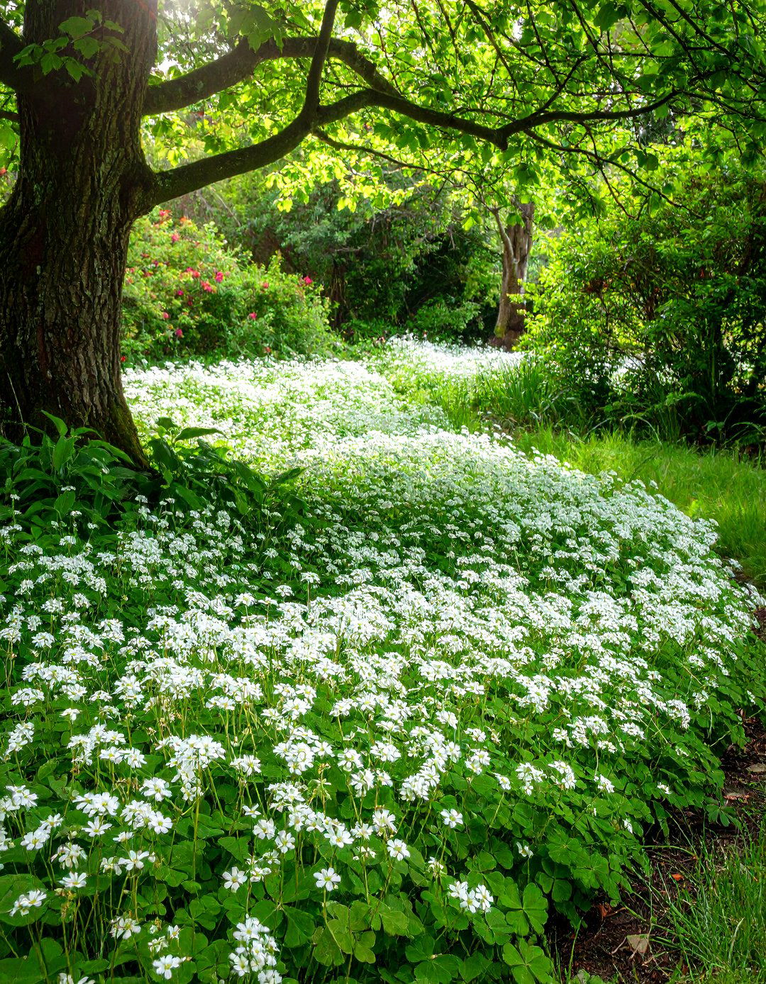A Groundcover of Sweet Woodruff in a Shady Corner - 30 shady garden corner ideas