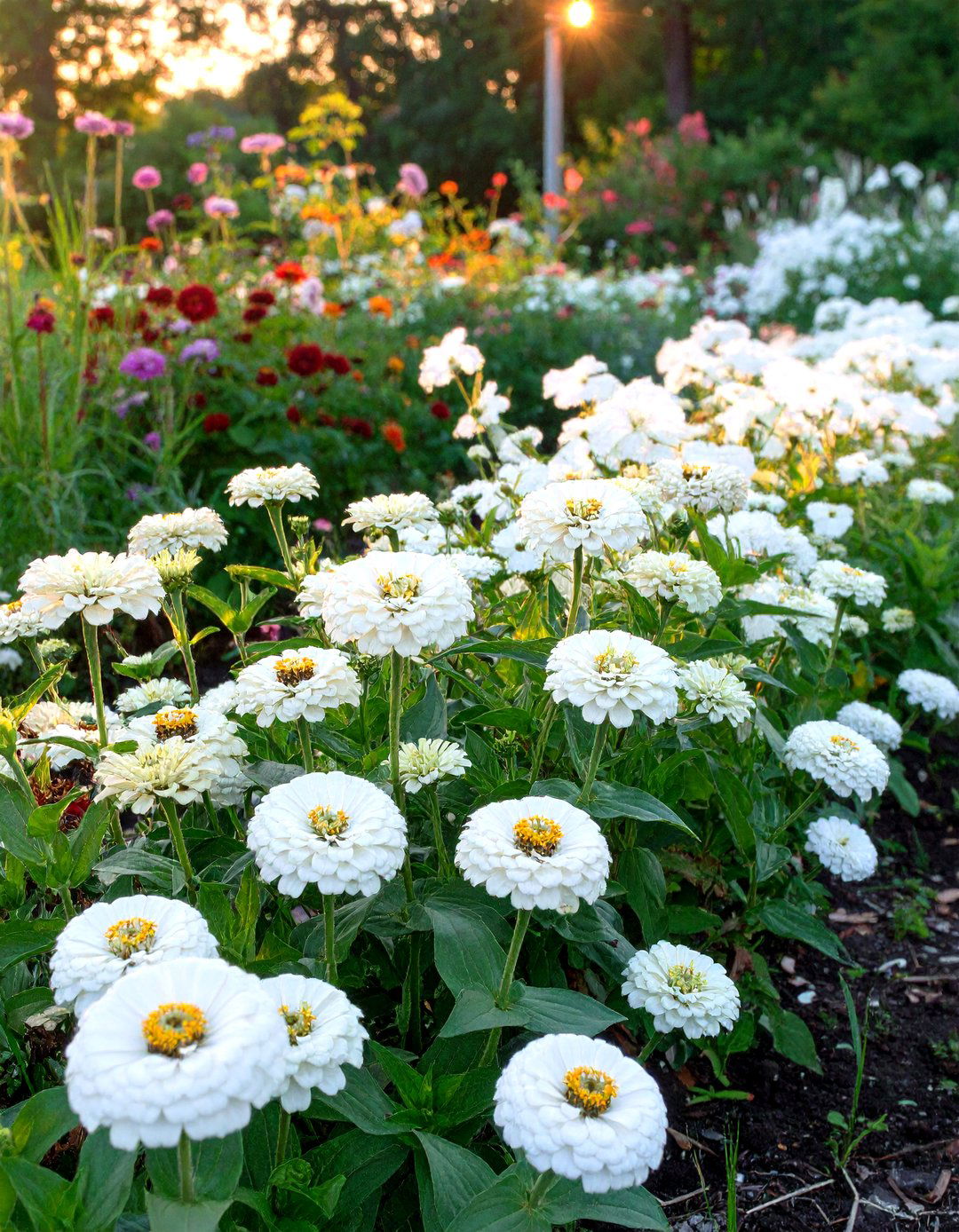 A Hanging Basket Zinnia Arrangement - 30 zinnia garden ideas