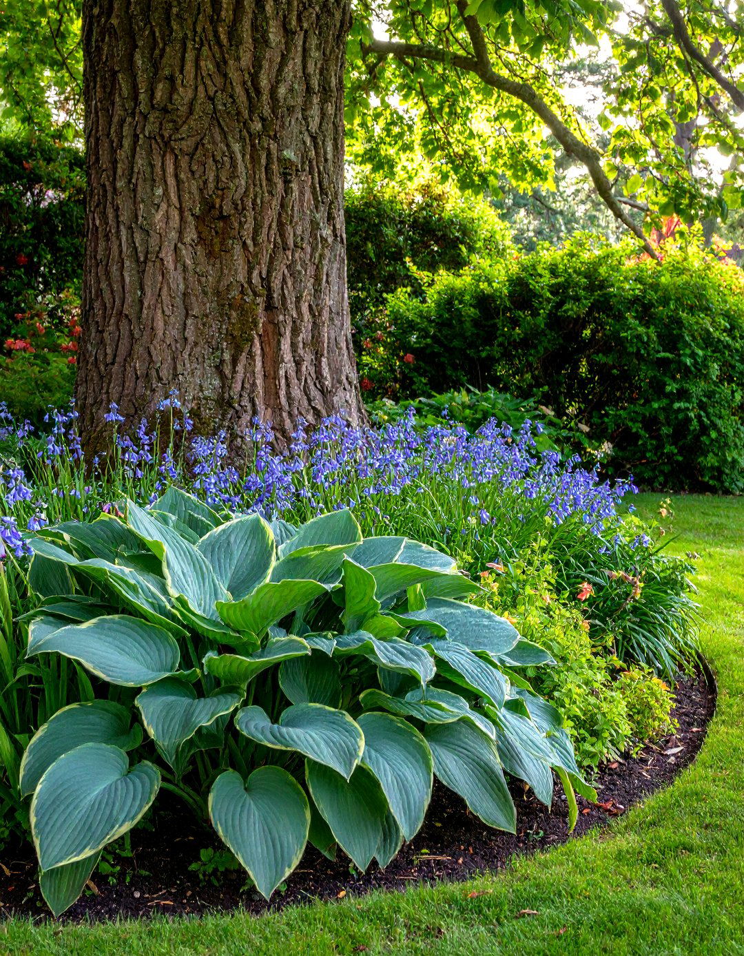 A Hosta and Coral Bell Tapestry - 30 landscaping ideas around tree roots