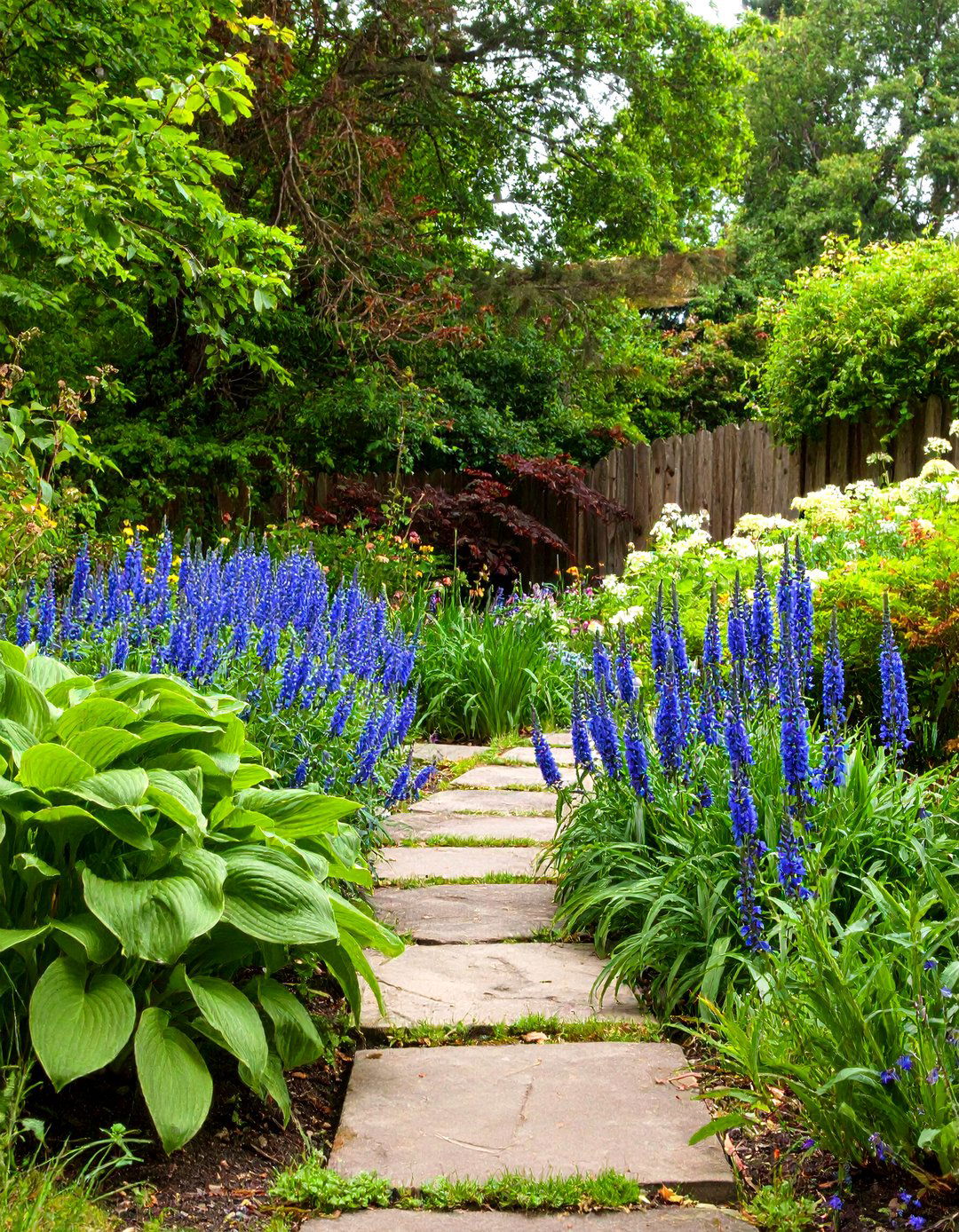 A Jacobs Ladder Polemonium for Ferny Foliage - 30 perennial shade garden ideas