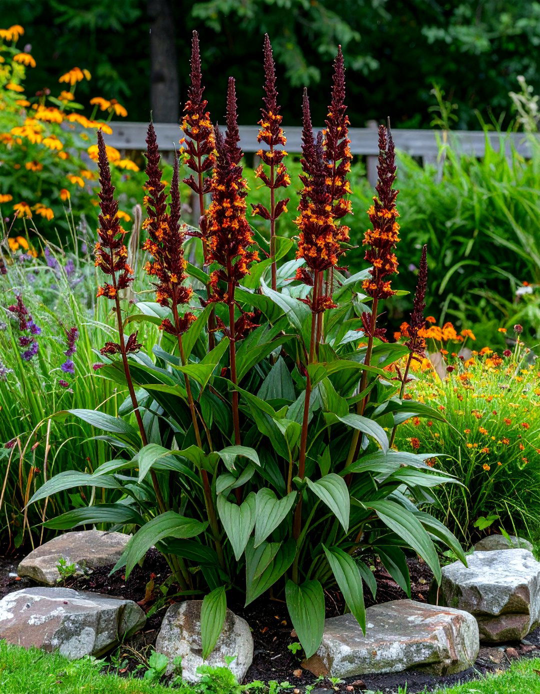 A Ligularia The Rocket for Vertical Accent in a Perennial Shade Garden - 30 perennial shade garden ideas