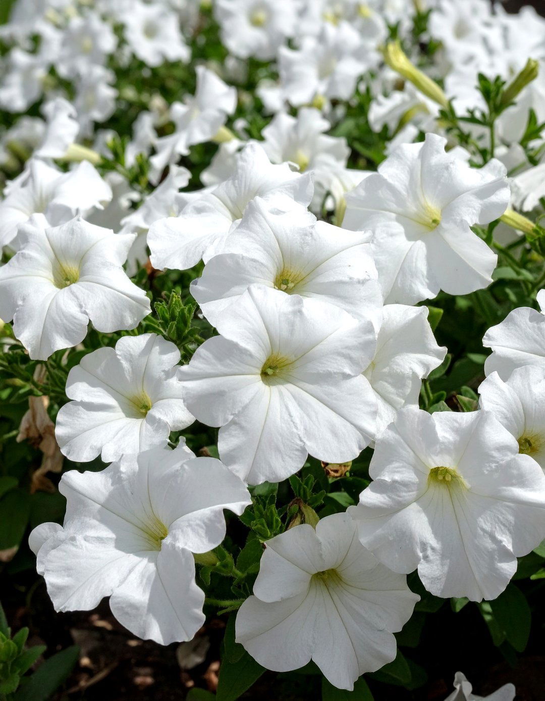A Monochromatic Flower Bed - 30 cheap landscaping ideas