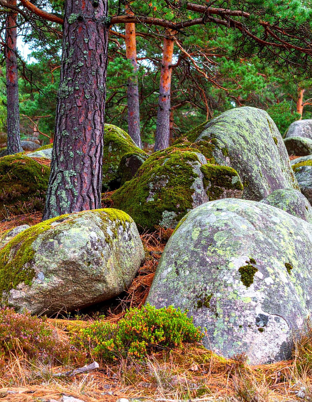 A Natural Boulder Arrangement - 30 landscaping ideas around trees pictures