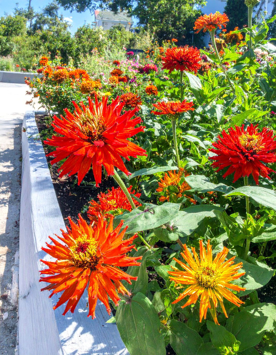 A Queen Lime Zinnia Series Bed - 30 zinnia garden ideas