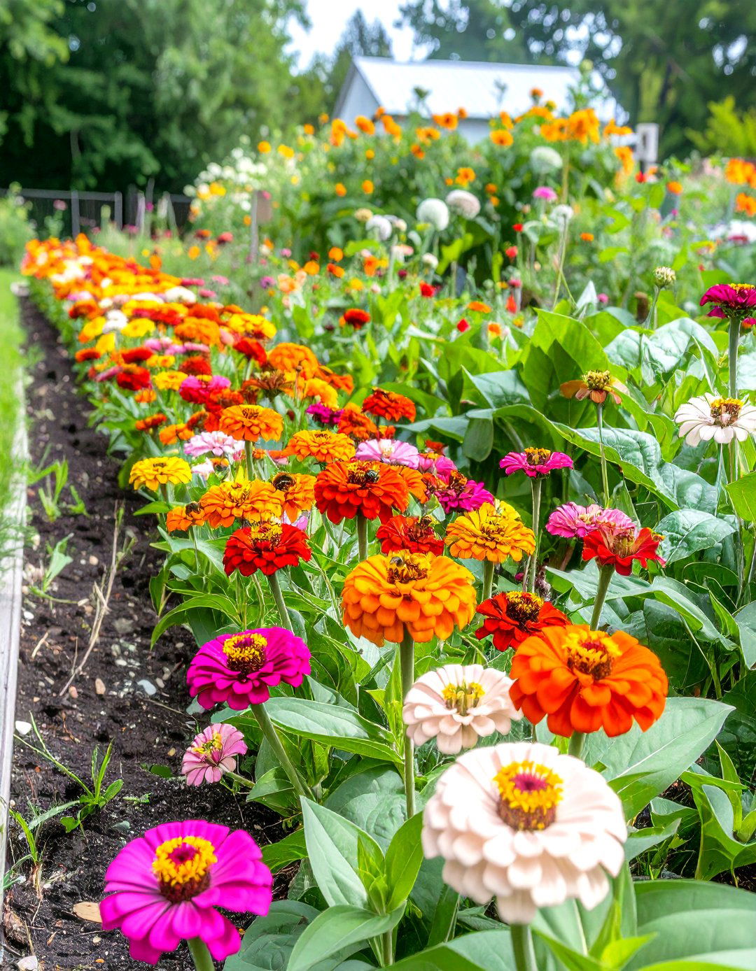 A Scabiosa Flowered Zinnia Collection - 30 zinnia garden ideas