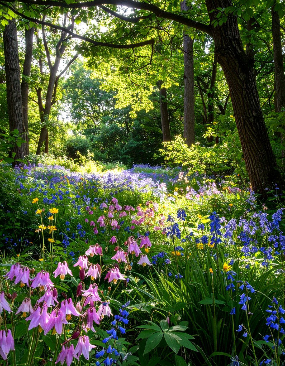 A Shaded Woodland Wildflower Garden - 30 wildflower garden ideas