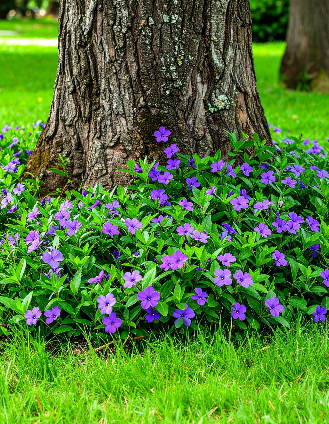 A Simple Ground Cover Carpet - 30 landscaping ideas around trees pictures