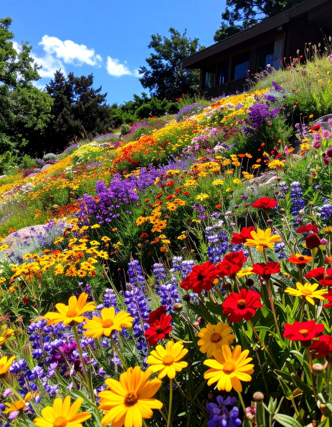 A Sloped Wildflower Meadow - 30 sloped backyard ideas