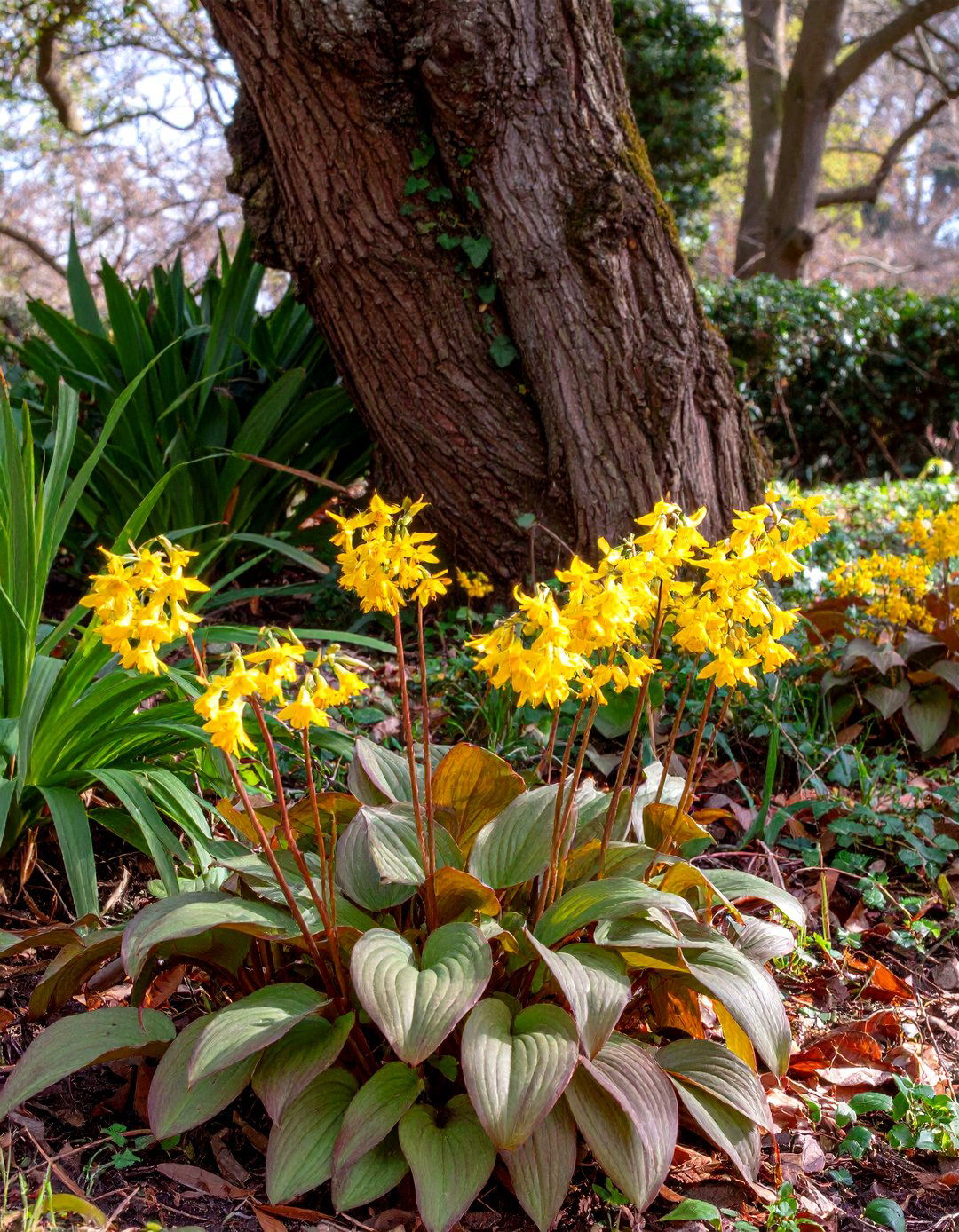 A Toad Lily Tricyrtis for Autumn Blooms in a Perennial Shade Garden - 30 perennial shade garden ideas