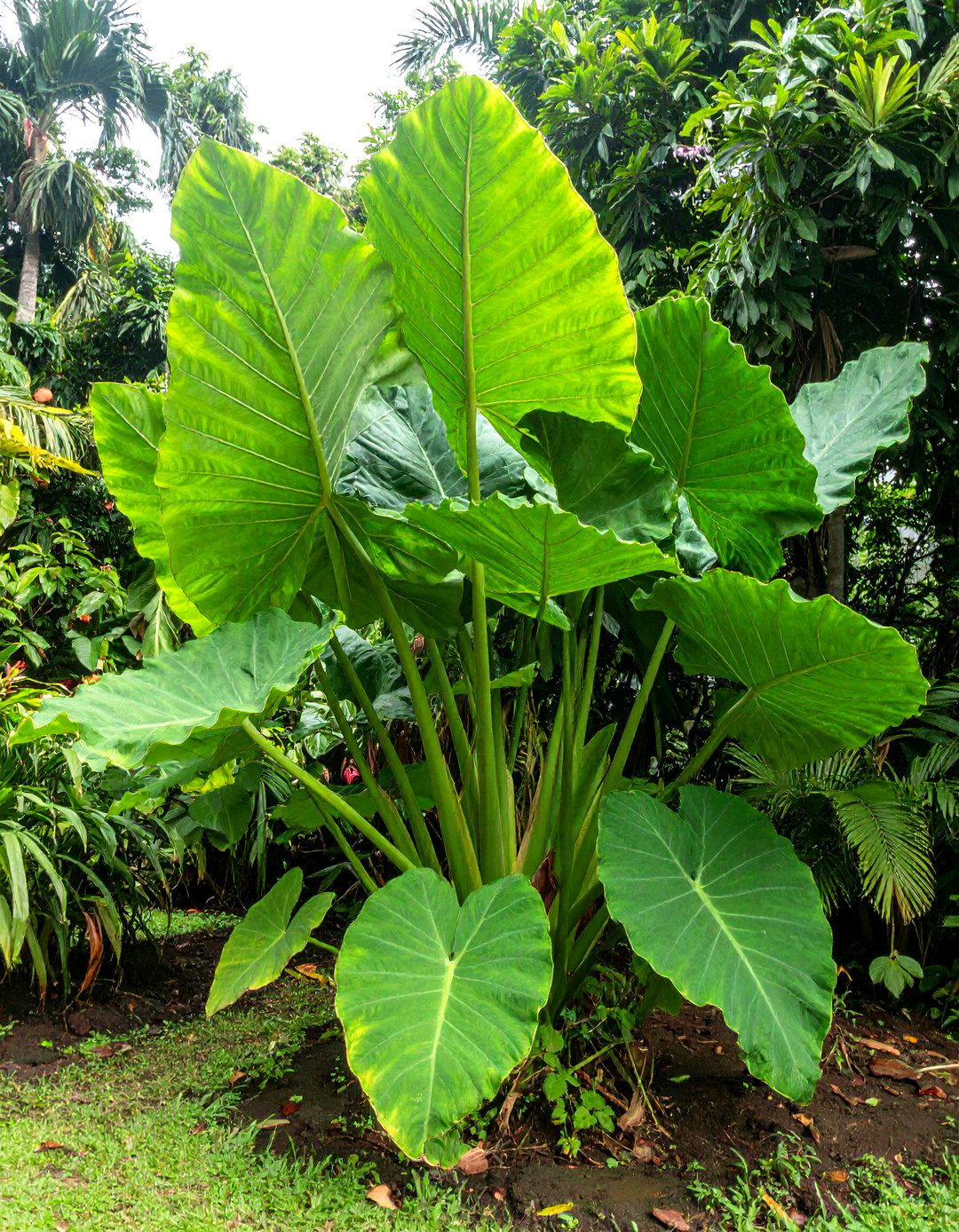 A Tropical Garden Designed Around a Swimming Pool - 30 tropical garden ideas