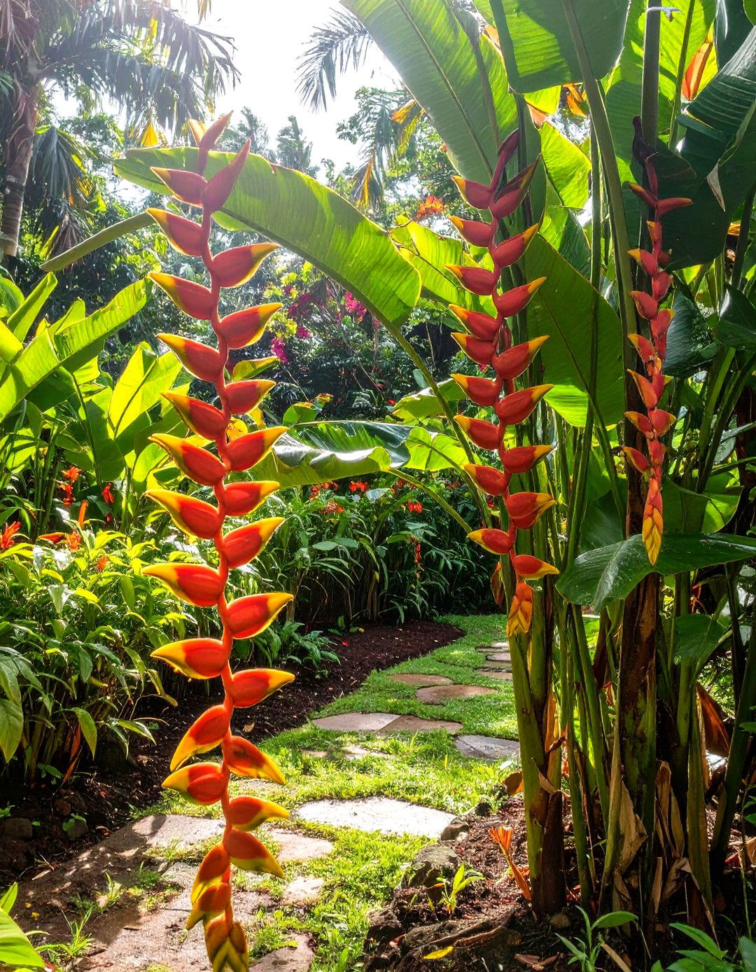 A Tropical Garden with Ferns for Lush Groundcover - 30 tropical garden ideas