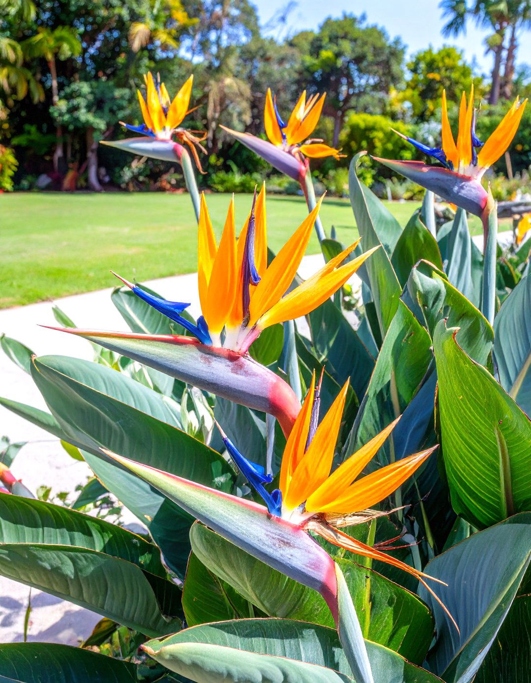 A Tropical Garden with Large Leaf Elephant Ears - 30 tropical garden ideas