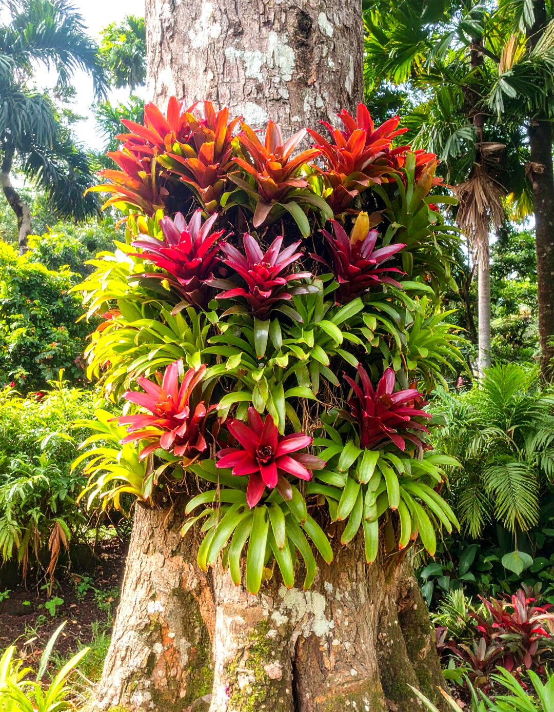A Tropical Garden with a Natural Stone Pathway - 30 tropical garden ideas