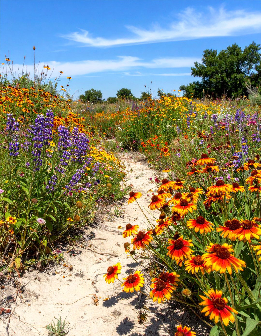 A Wildflower Garden for Poor Soil - 30 wildflower garden ideas