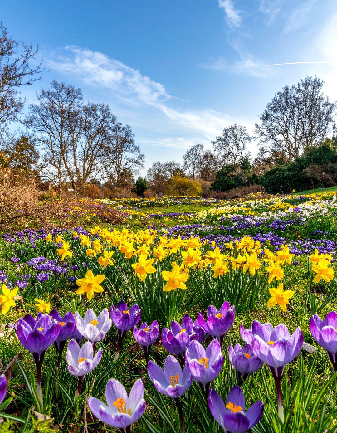 A Wildflower Garden with Naturalized Bulbs - 30 wildflower garden ideas