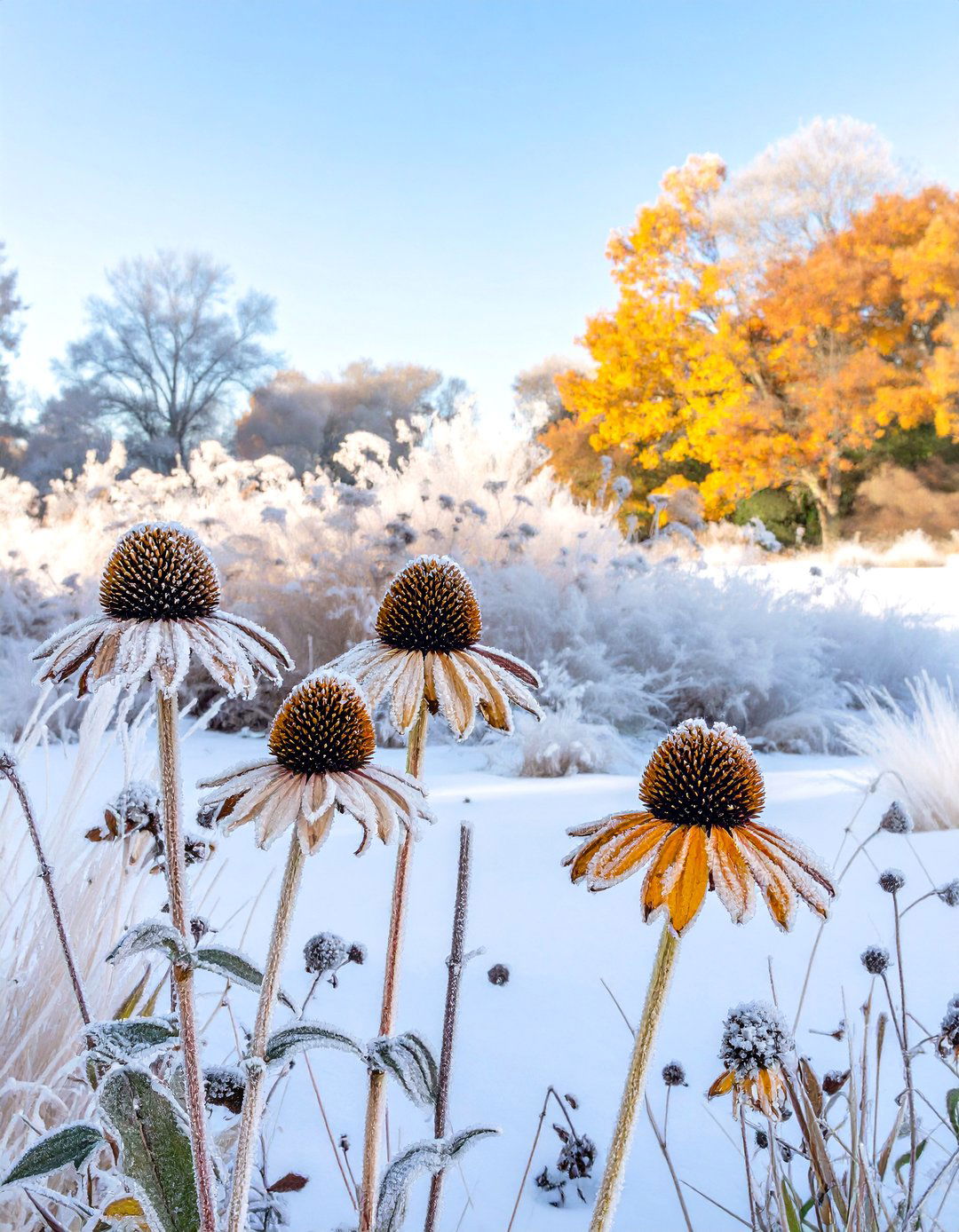 A Wildflower Garden with Seasonal Interest - 30 wildflower garden ideas