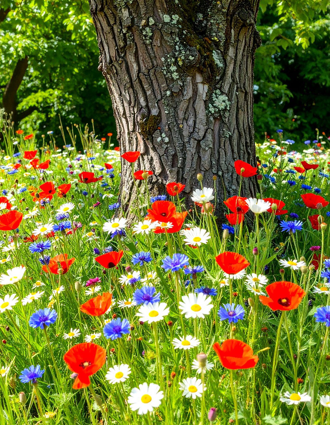A Wildflower Meadow Patch - 30 landscaping ideas around trees pictures