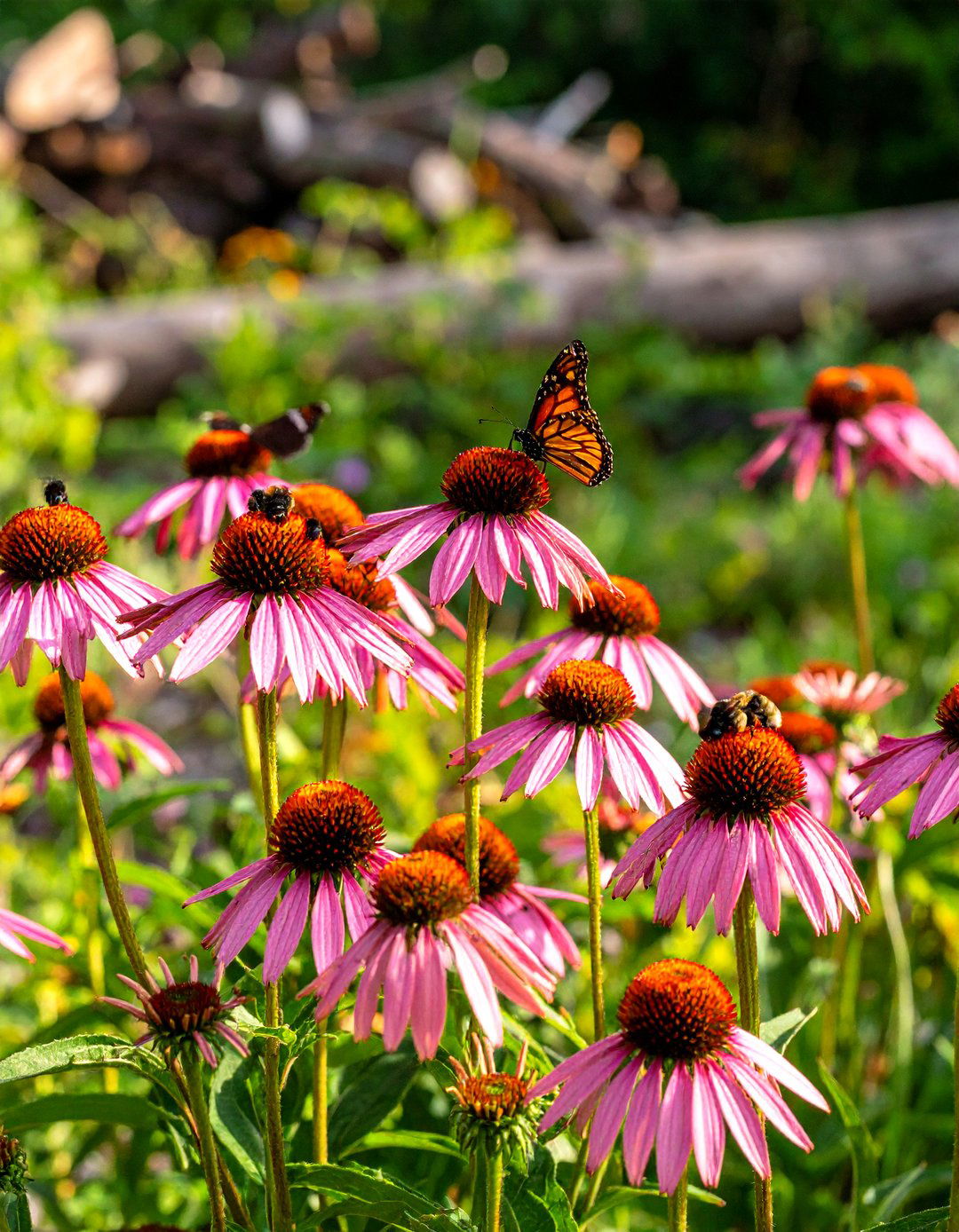 A Wildlife Habitat Garden - 30 garden ideas for backyard