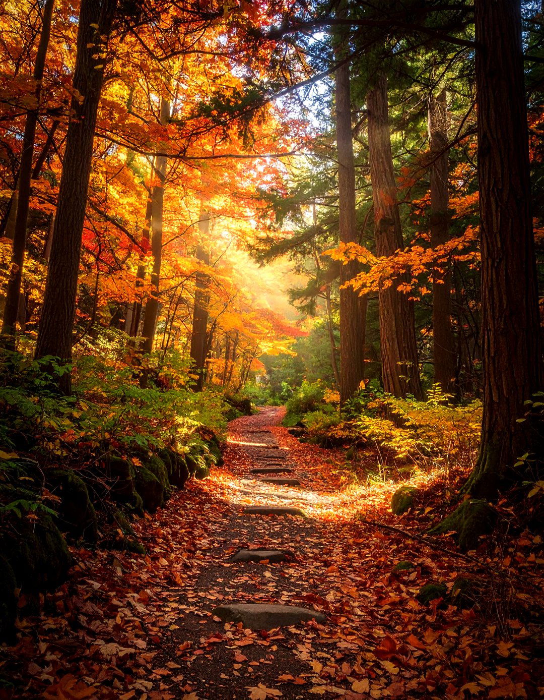 A Winding Forest Path in Autumn - 30 landscape drawing ideas