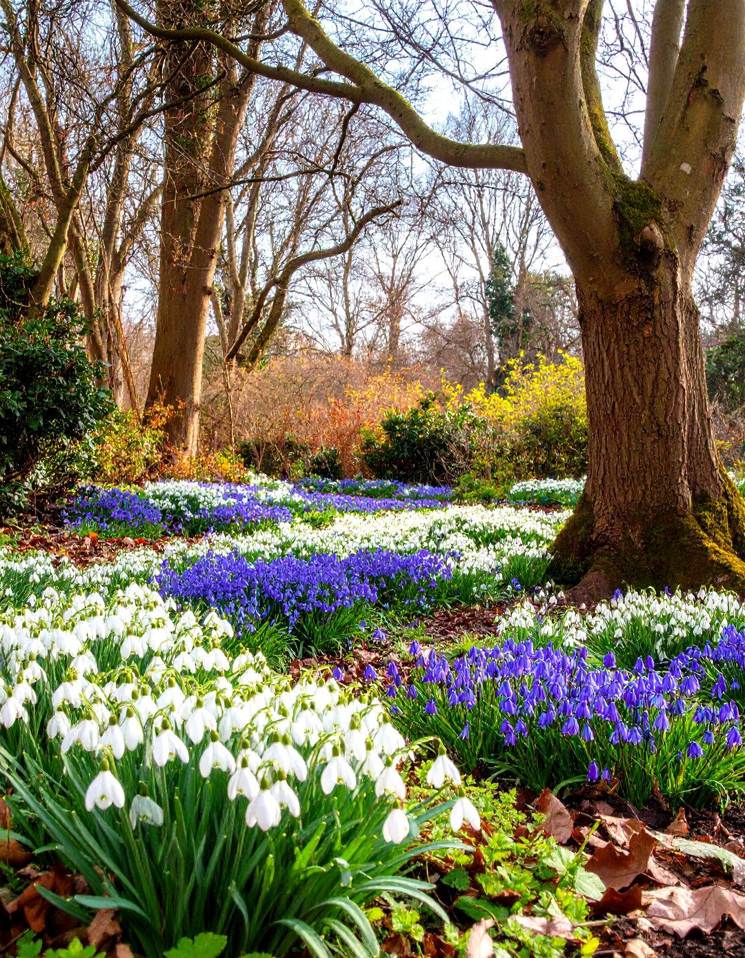 A Woodland Bulb Display for a Shady Corner - 30 shady garden corner ideas