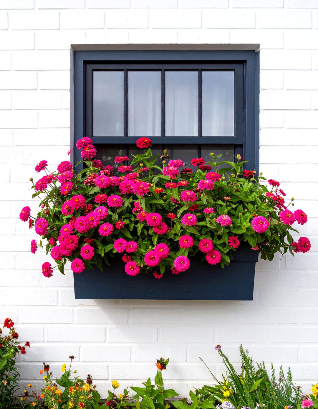 A Zinnia Butterfly Sanctuary - 30 zinnia garden ideas