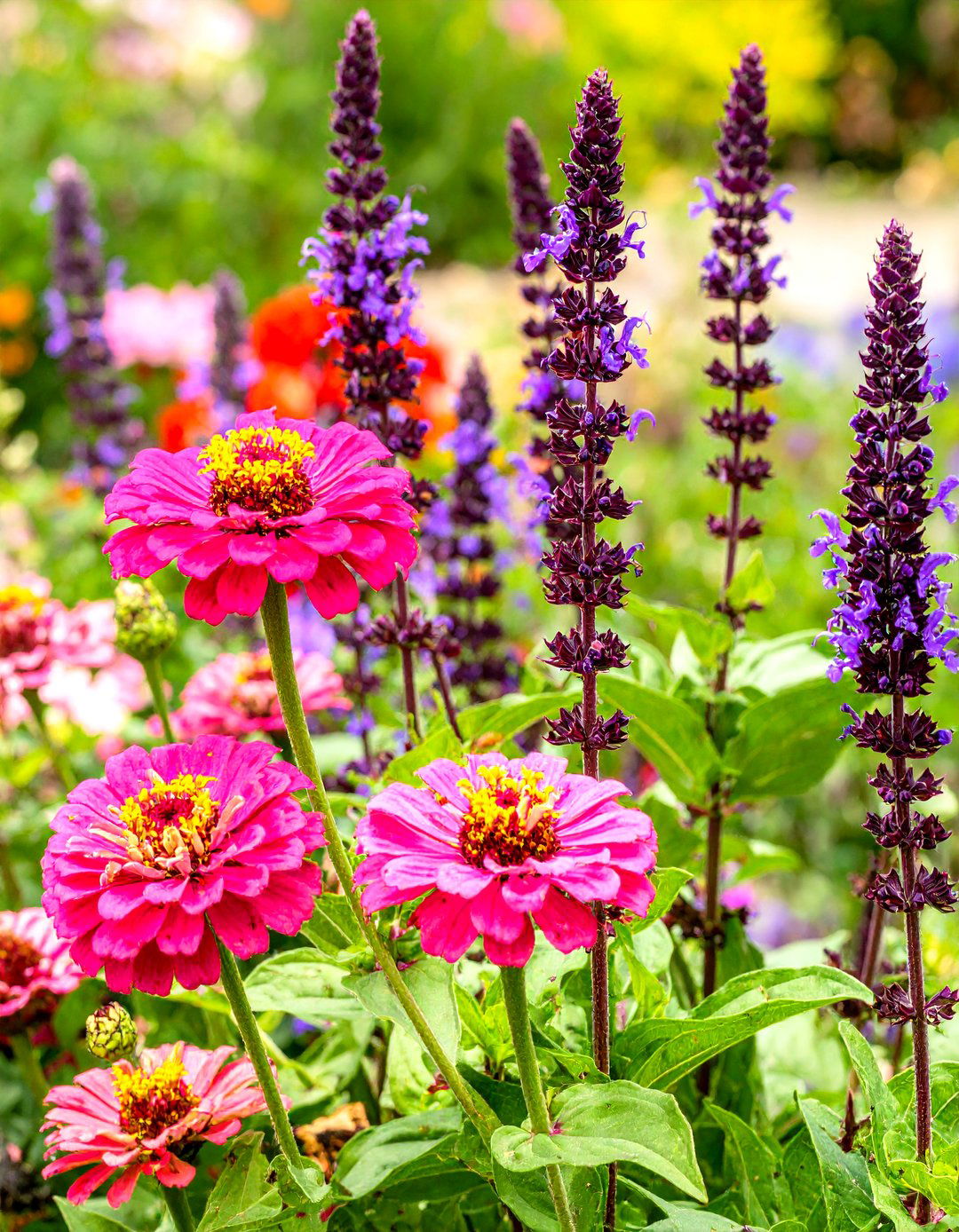 A Zinnia Garden in Raised Beds - 30 zinnia garden ideas