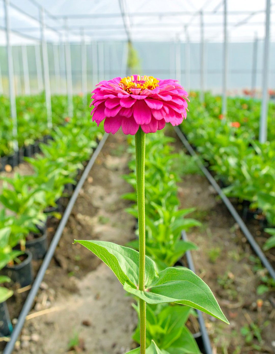 A Zinnia and Coleus Shade to Sun Transition - 30 zinnia garden ideas