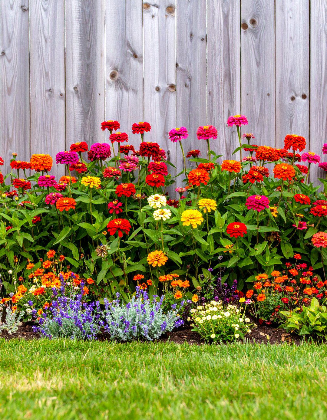 A Zinnia and Cosmos Wildflower Meadow - 30 zinnia garden ideas