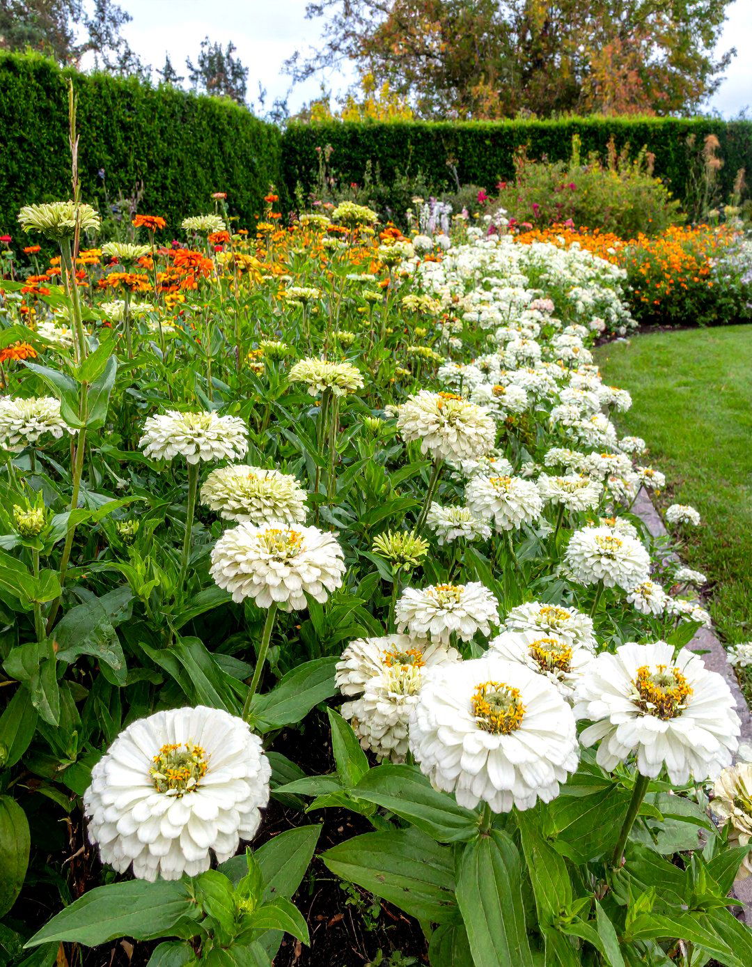 A Zinnia and Marigold Companion Planting Bed - 30 zinnia garden ideas