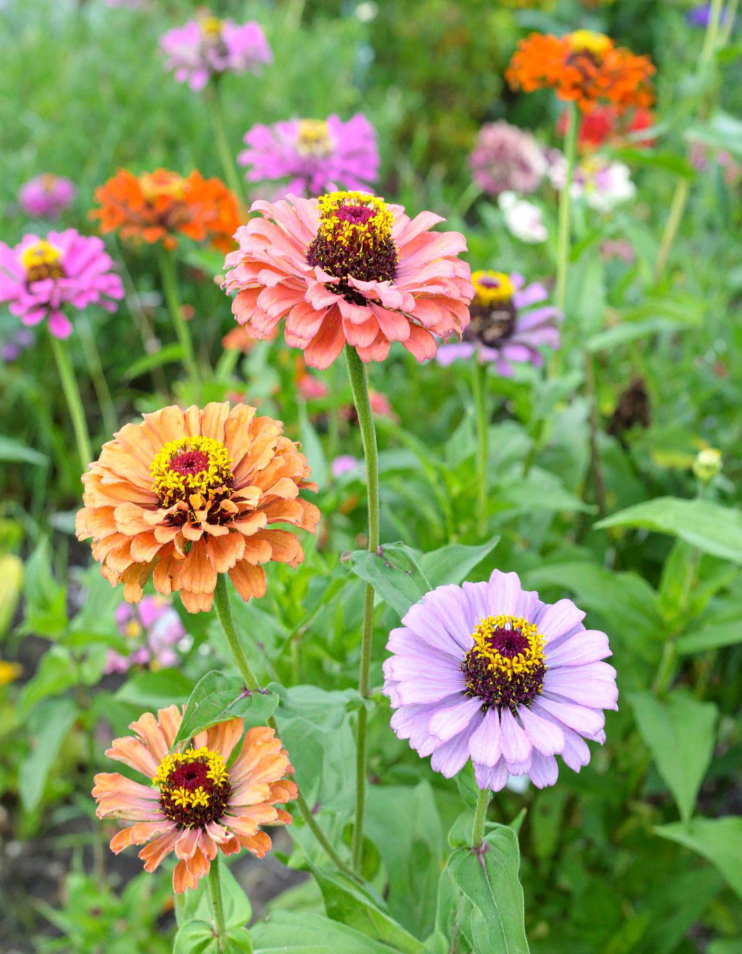 A Zinnia and Verbena Groundcover - 30 zinnia garden ideas
