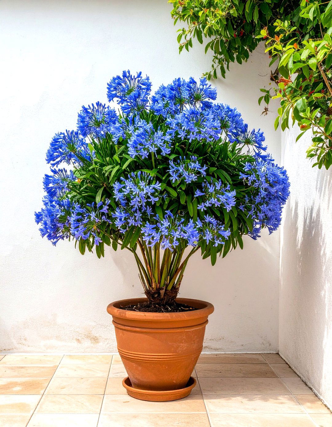 Agapanthus Lily of the Nile - 30 patio plants ideas
