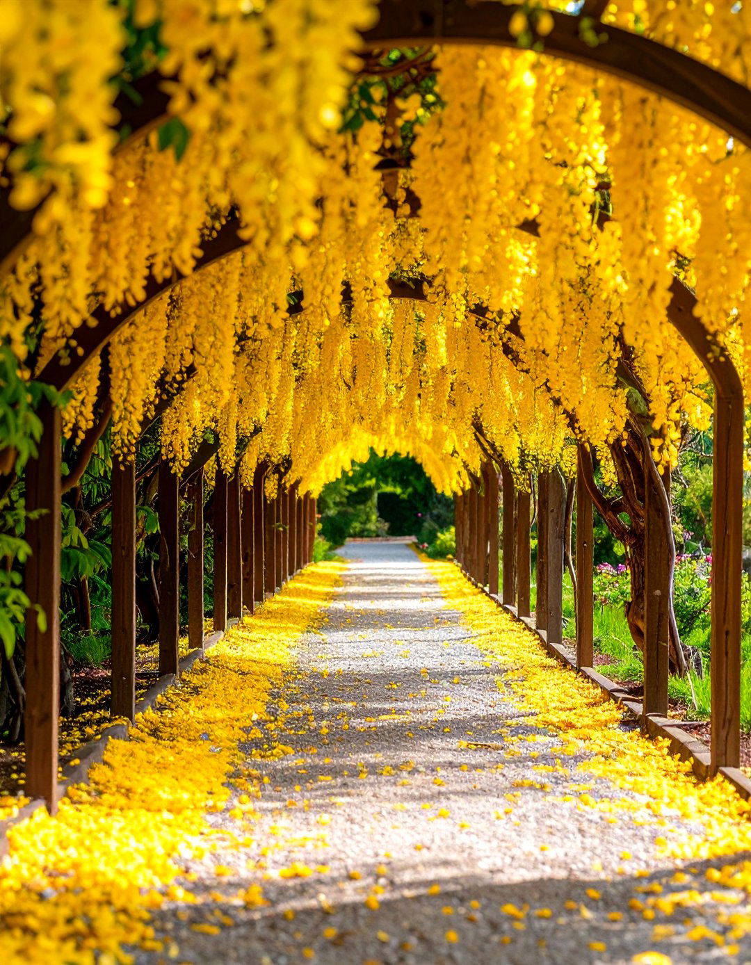 Arched Trellis Garden Tunnel - 30 garden trellis ideas