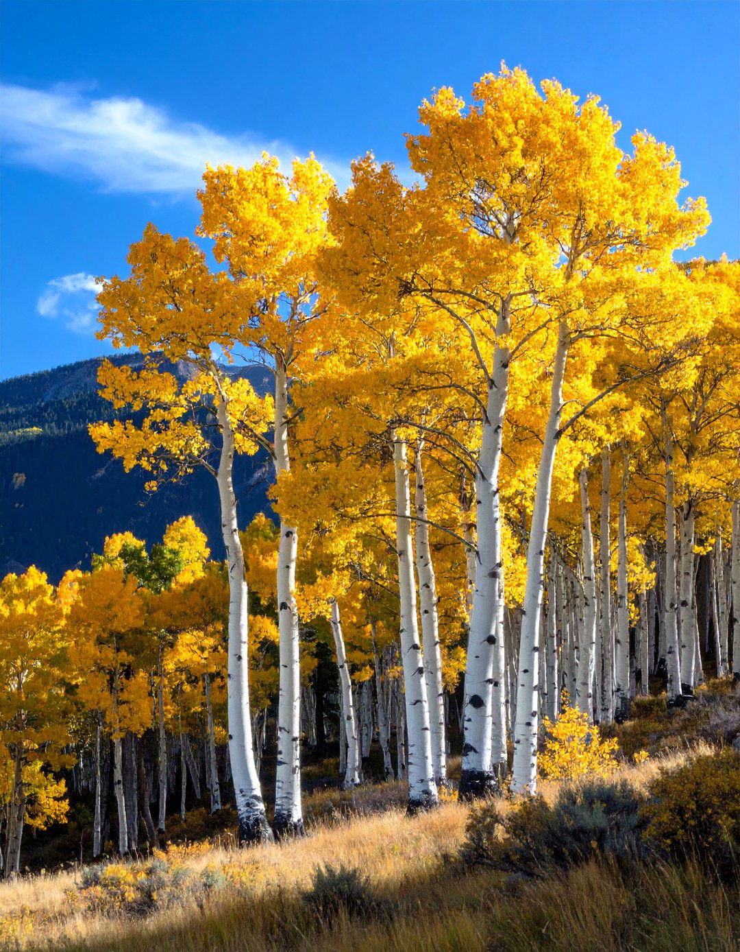Aspen Tree Landscaping for Movement and Sound - 30 tree landscaping ideas