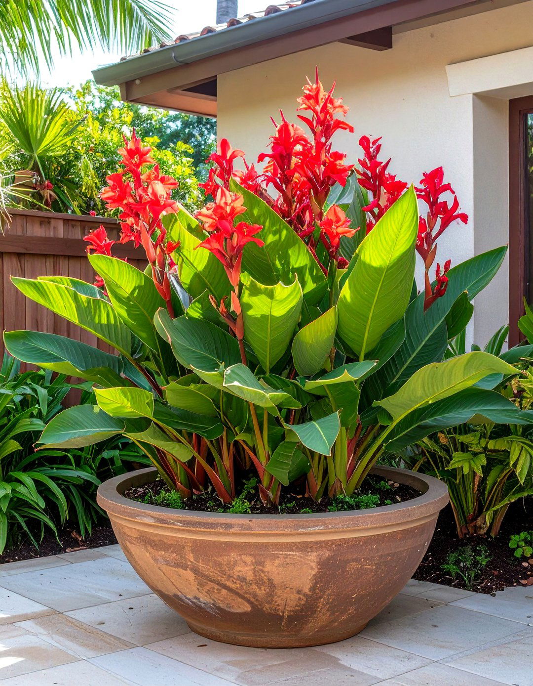 Canna Lilies for Bold Foliage and Flowers - 30 patio plants ideas