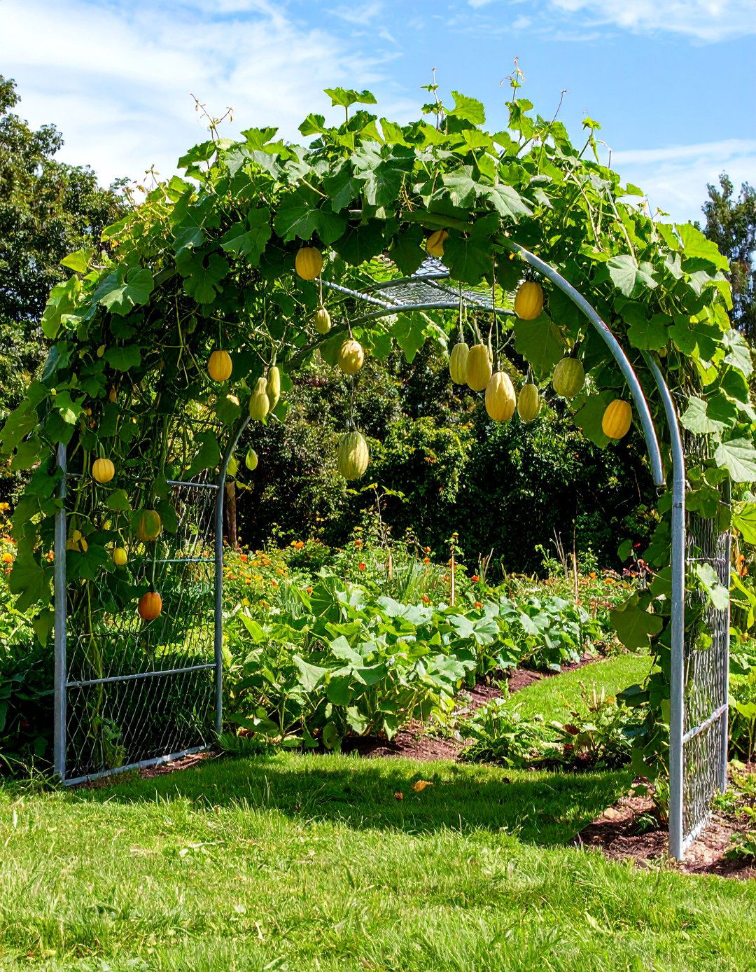 Cattle Panel Garden Trellis Arch - 30 garden trellis ideas