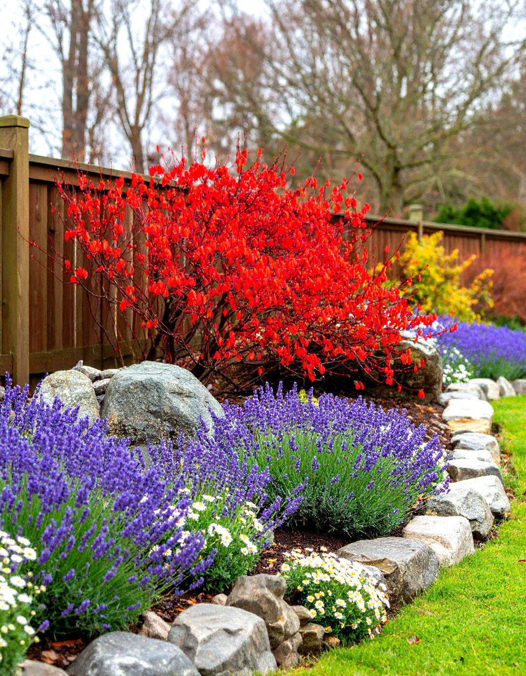 Cottage Garden Design with Red Twig Dogwood - 30 red twig dogwood landscape design ideas