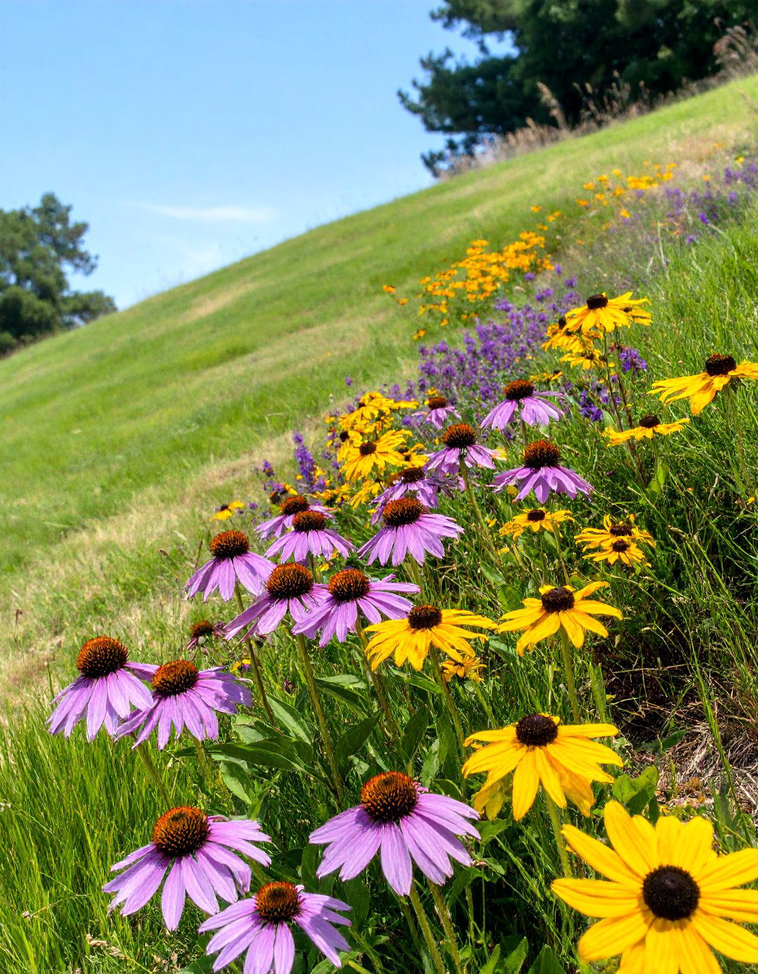 Creating Pocket Plantings on the Slope - 30 steep hillside landscaping ideas on a budget