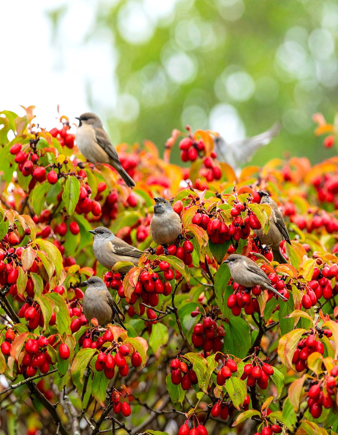 Creating a Bird Friendly Red Twig Dogwood Thicket - 30 red twig dogwood landscape design ideas