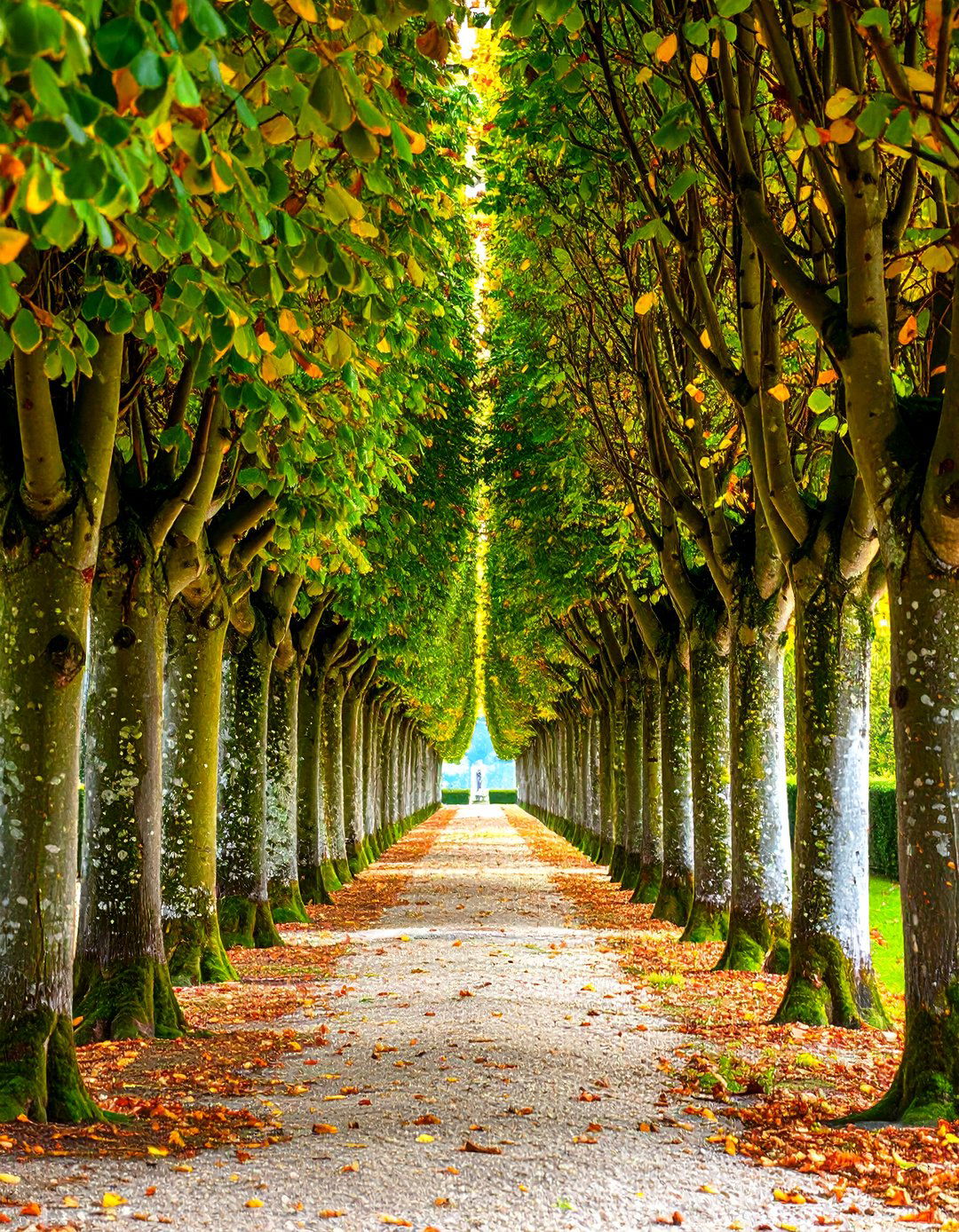 Creating a Formal Pleached Hedge - 30 privacy landscaping ideas