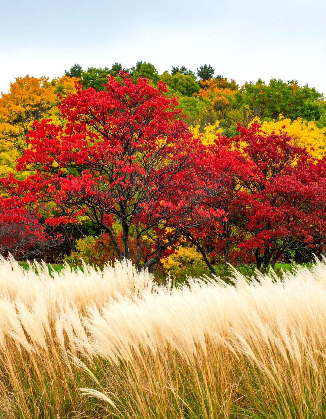 Designing with Red Twig Dogwood and Ornamental Grasses - 30 red twig dogwood landscape design ideas